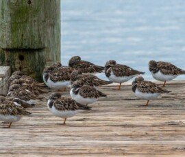 group of Ruddy Turnstones