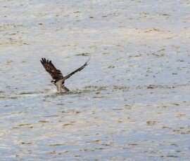 Osprey missed this time