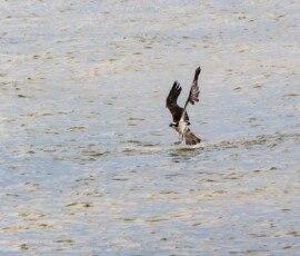 Osprey missed this time