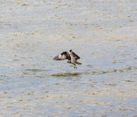 Osprey missed this time