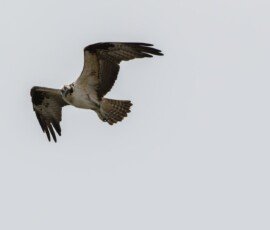 Osprey hunting