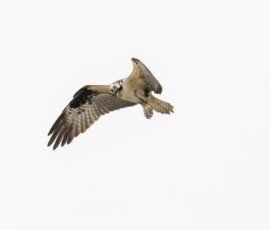 Osprey sighted a fish