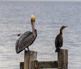 Brown Pelican and a Neotropic Cormorant.