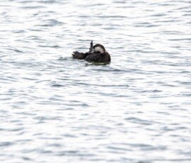 20241208-RLH_6004-NEF