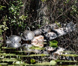 Small alligator and large turtles