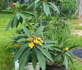 Frangipani (Plumeria rubra)