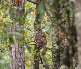 RLH_2007-NEF_DxO_DeepPRIME-Edit