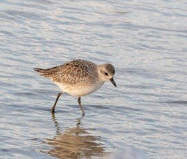 Black-bellied Plover