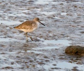 Willet