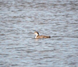 Common Loon