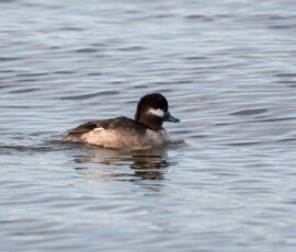 Bufflehead