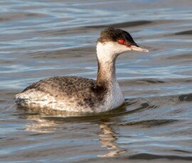 Horned Grebe