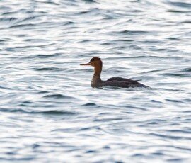 Red-breasted Merganser