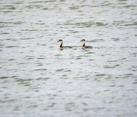 Horned Grebes