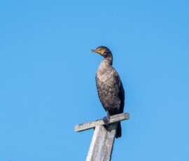 RLH_7093