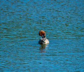 RLH_7179