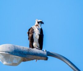 RLH_7350-Edit