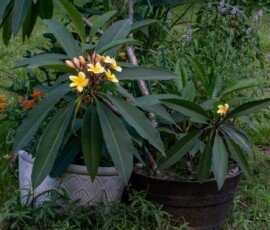 Frangipani (Plumeria rubra)