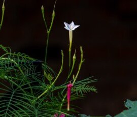 Cypress vine (Ipomoea quamoclit)