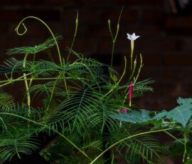Cypress vine (Ipomoea quamoclit)