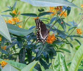 Palamedes Swallowtail butterfly on Butterfly weed