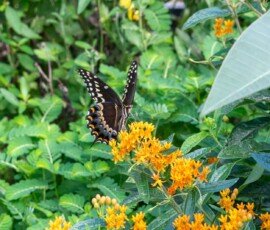Palamedes Swallowtail butterfly on Butterfly weed