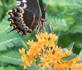 Palamedes Swallowtail butterfly on Butterfly weed