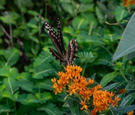 Palamedes Swallowtail butterfly on Butterfly weed