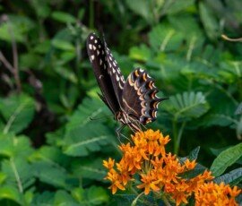Palamedes Swallowtail butterfly on Butterfly weed