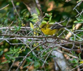 Pine Warbler