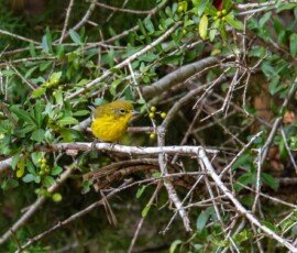 Pine Warbler