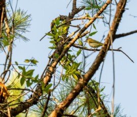 Red-eyed Vireo