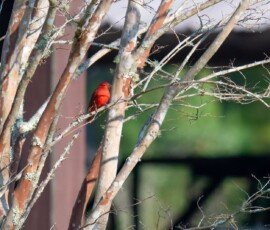 Scarlet Tanager