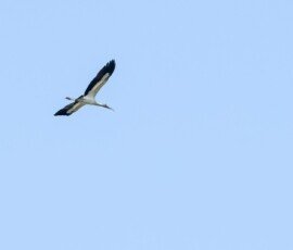 Wood Stork