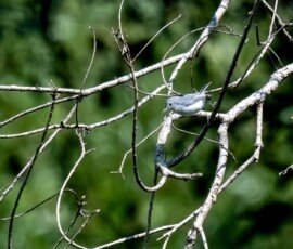 Blue-gray Gnatcatcher