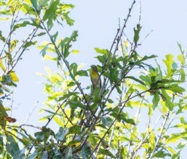 Northern Parula