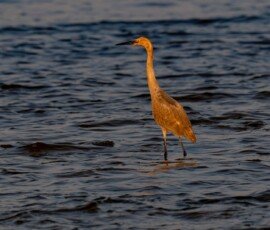 Reddish Egret in sunrise