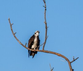 Osprey