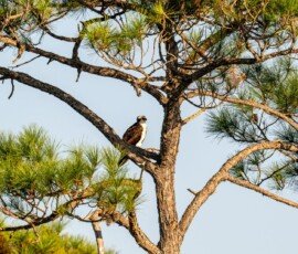Osprey