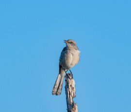 Mocking Bird
