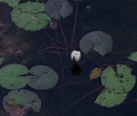 white water lily in Jonican Bayou