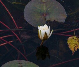 white water lily in Jonican Bayou