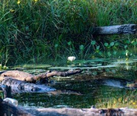 white water lily in Jonican Bayou