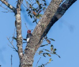 Red-headed Woodpecker