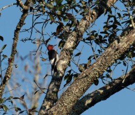 Red-headed Woodpecker