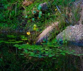 water lily in Jonican Bayou
