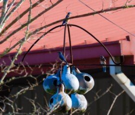Bluebirds, checking out possible winter home