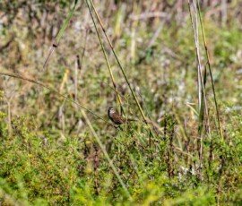 swamp sparrow