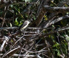 Eastern phoebe