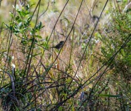Swamp Sparrow